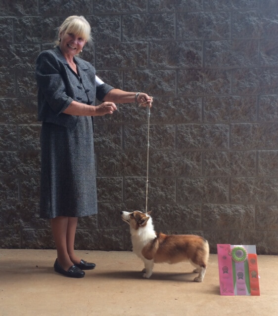 BEST IN SHOW! Sept 2014 - Murfreesboro, TN - AKC "A" Rated Puppy Match. First out of 41 entries! Shown by my mom, Lynn Banks. 