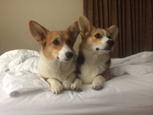 Pembroke Welsh Corgis For Sale in Georgia - Cook Arena Corgis