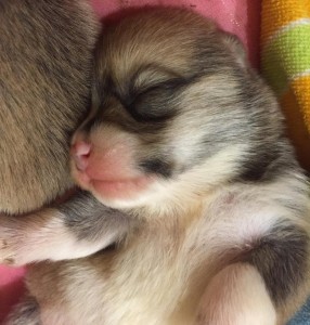 How much are corgi puppies